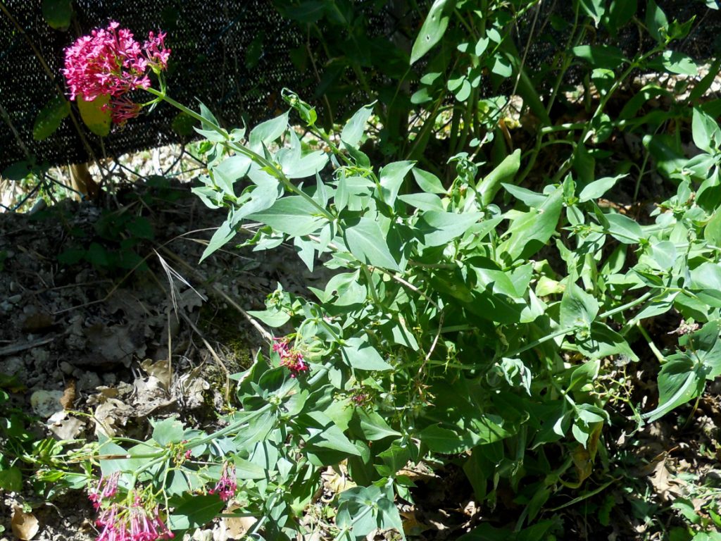 Centranthus ruber / Valeriana rossa